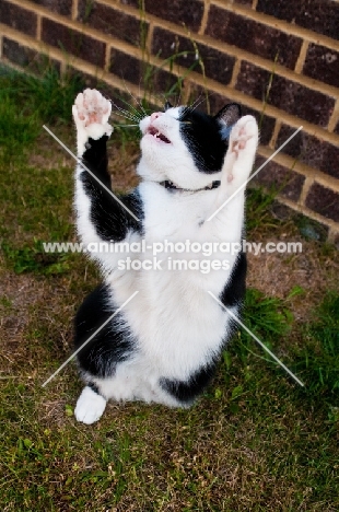 bi-coloured short haired cat jumping up