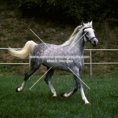 German Arab stallion at marbach, full body, trotting