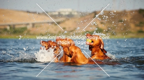 Hungarian Vizsla dogs playing in water