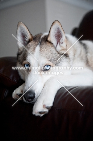 husky lying on couch