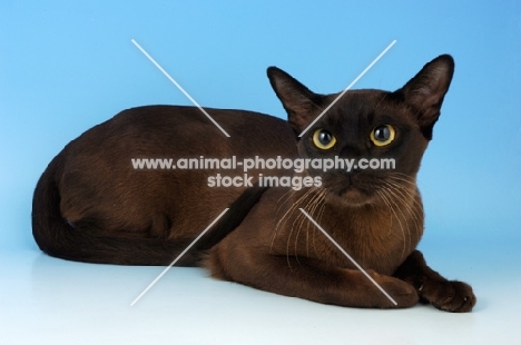 brown burmese cat lying on blue background