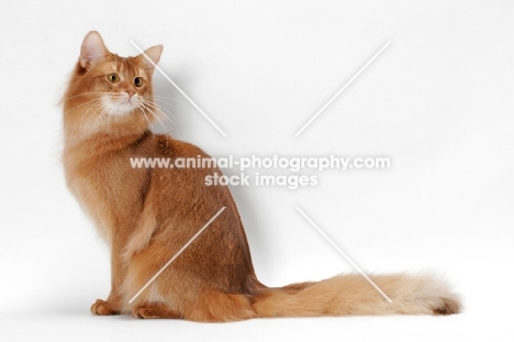 red Somali cat looking back