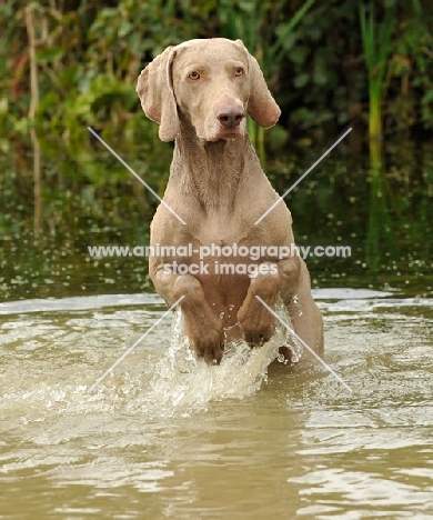 Weimaraner jumping in water