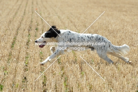 english setter working type field work