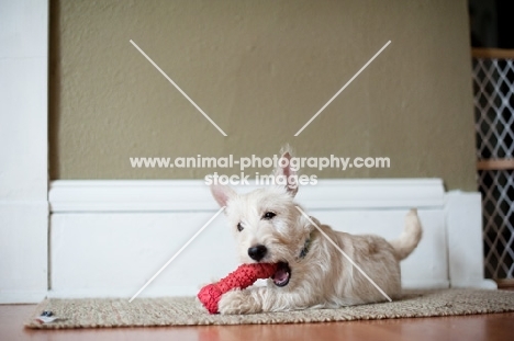 wheaten Scottish Terrier puppy playing with red toy.