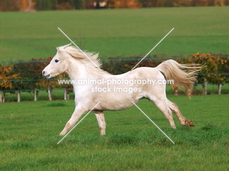 Welsh Mountain Pony (Section A) running