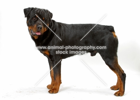 Australian Champion Rottweiler on white background