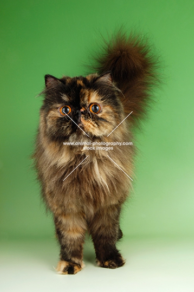 tortoiseshell persian cat