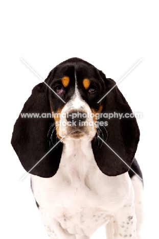 Basset Hound cross Spaniel puppy isolated on a white background