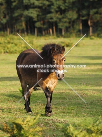 wild Exmoor pony walking on grass