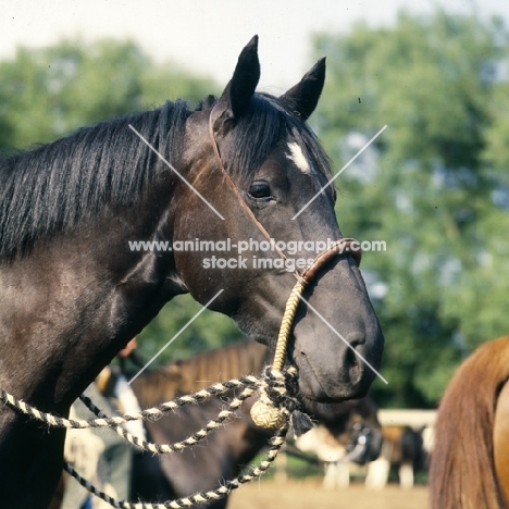 quarter horse in head collar