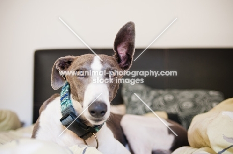 Lurcher on bed, one ear up