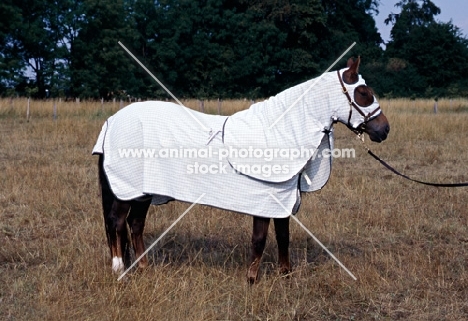 morgan horse wearing australian turnout rug