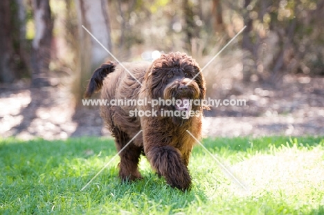 Labradoodle running on grass with tongue out
