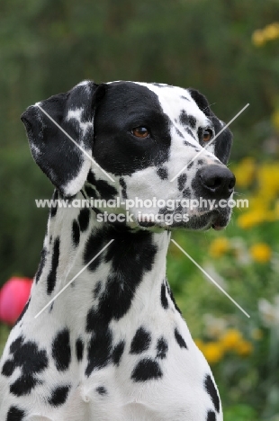 Dalmatian head study