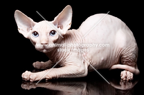 young sphynx cat looking towards camera
