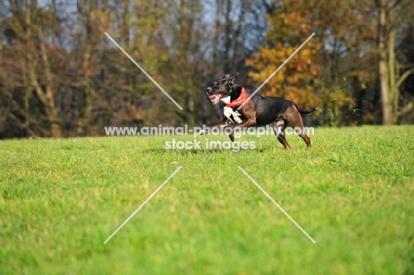 Mongrel running in field