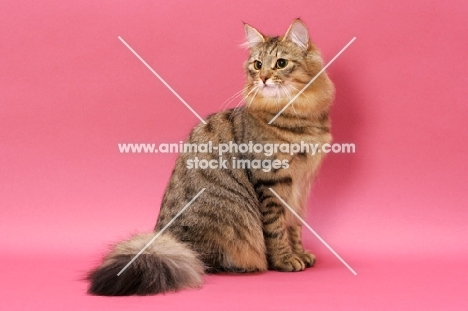 Brown Mackerel Tabby Norwegian Forest Cat
