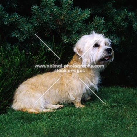 champion dandie dinmont sitting