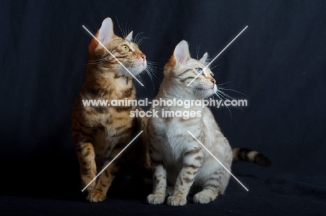 two young bengal cats sitting, studio shot on black background