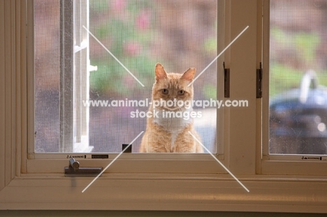 Orange tabby cat looking in through window