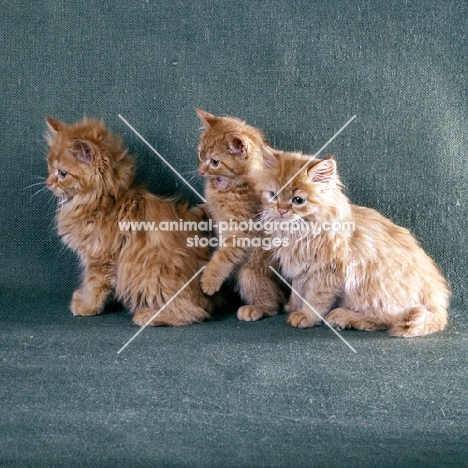 two red tabby long hair, one short hair kittens