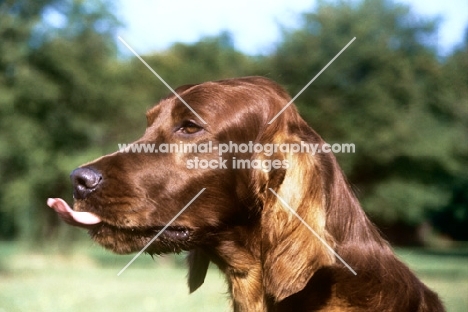 irish setter, tosca licking lip, sticking tongue out