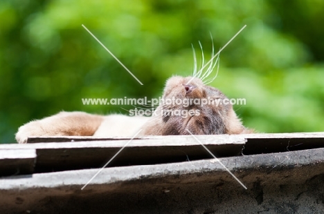 Burmese sunbathing