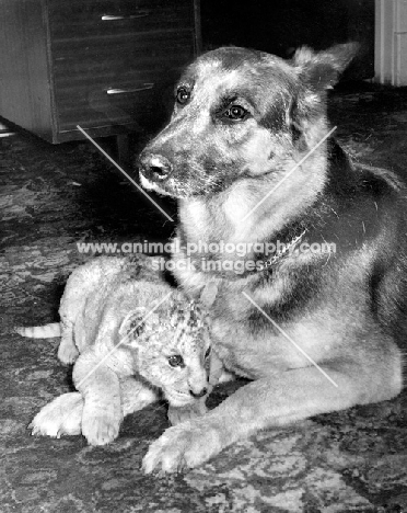 German Shepherd Dog with Lion cub