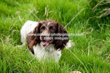 English Springer Spaniel in grass