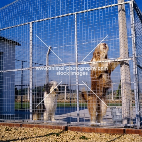 two bearded collies in quarentine kennel
