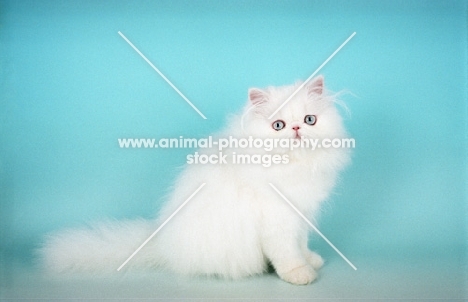 young blue eyed white Persian