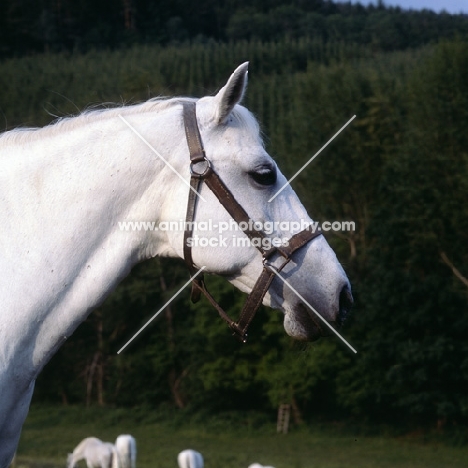 Lipizzaner mare at piber