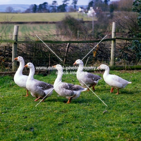 five pilgrim geese in a field