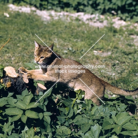 int ch cenicienta van mariëndaal abyssinian cat sharpening claws on wood