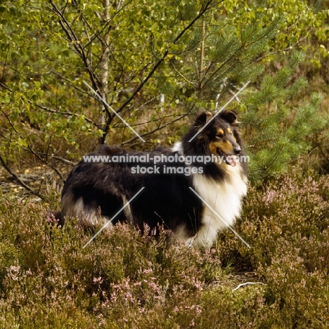 champion rough collie