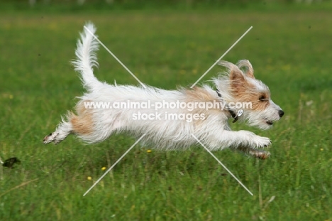 rough coated jack russell terrier