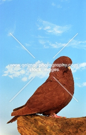 red Tumbler pigeon