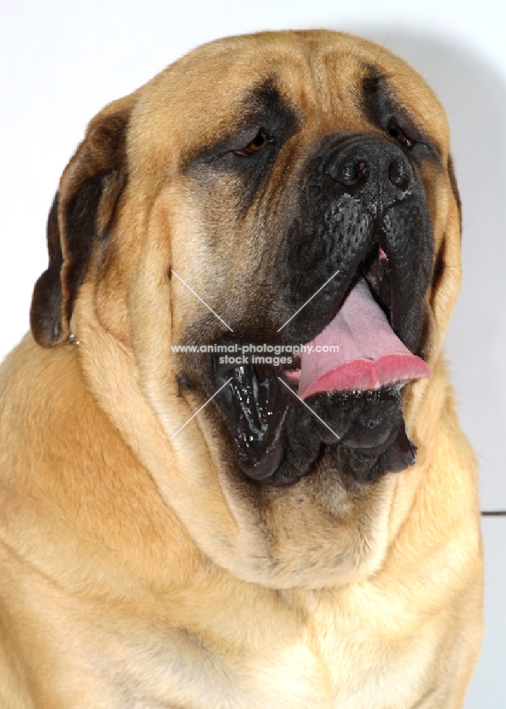 apricot coloured Mastiff, portrait