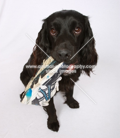 black Cocker Spaniel with shoe