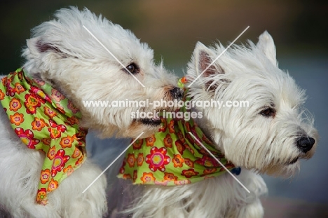 two West Highland White Terriers wearing scarfs