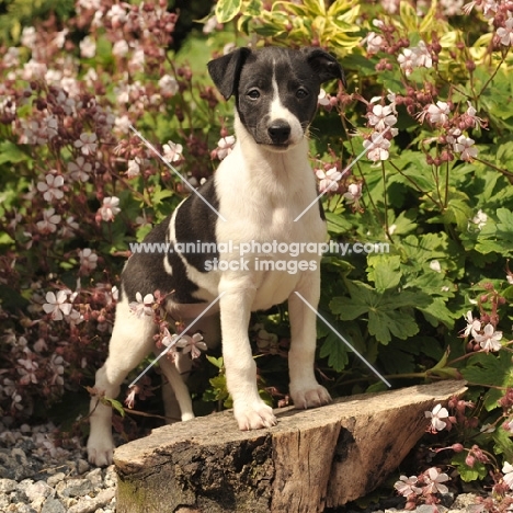 Whippet puppy in spring