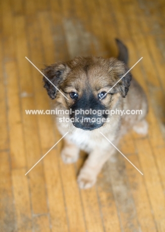 Mixed breed puppy sitting on wood floor looking up at camera.
