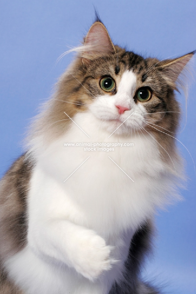 Brown Mackerel Tabby & White Norwegian Forest Cat
