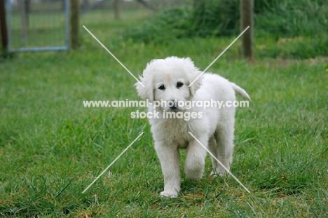 Maremma Sheepdog puppy