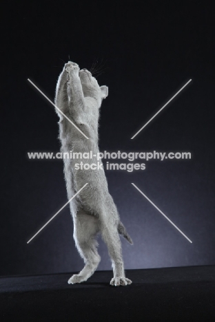 10 week old Russian Blue kitten standing on hind legs