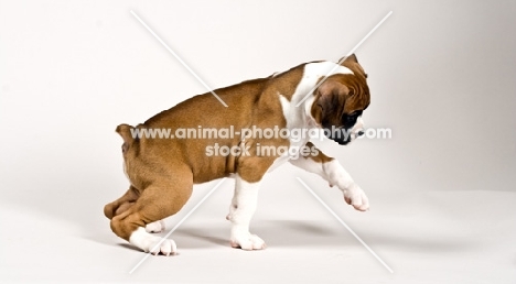 Boxer puppy playing on white background