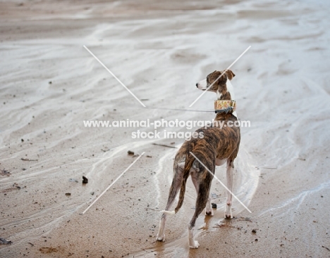 Whippet back view