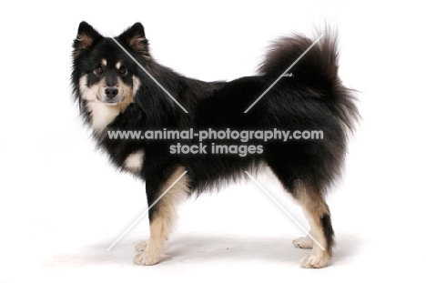 black and cream Finnish Lapphund, side view on white background