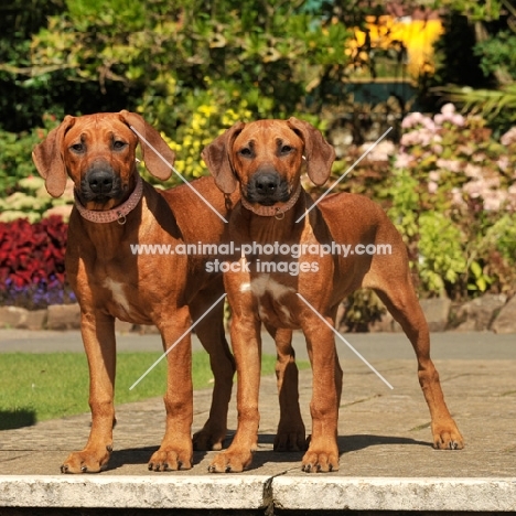 rhodesian ridgebacks litter sister pups